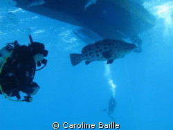 Cod under the boat and 2 divers by Caroline Baille 